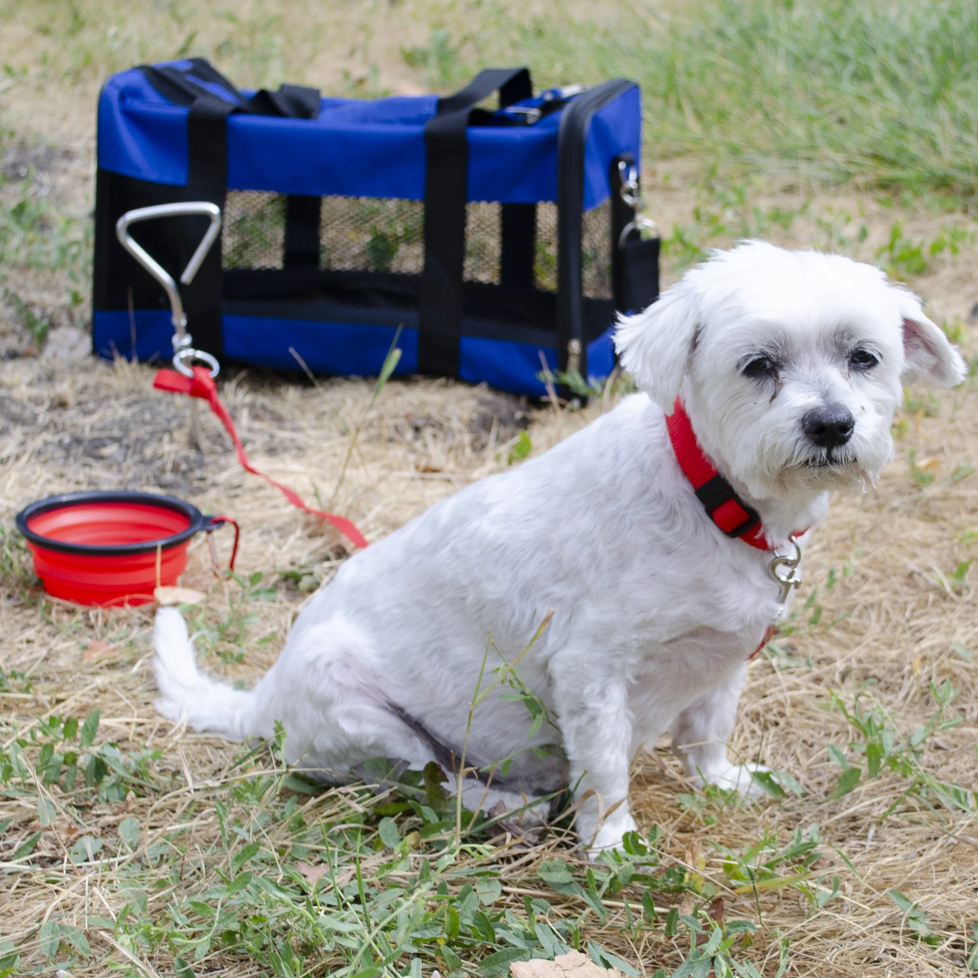 Emergency Pet Survival Kits - Dog or Cat Options - Image 14