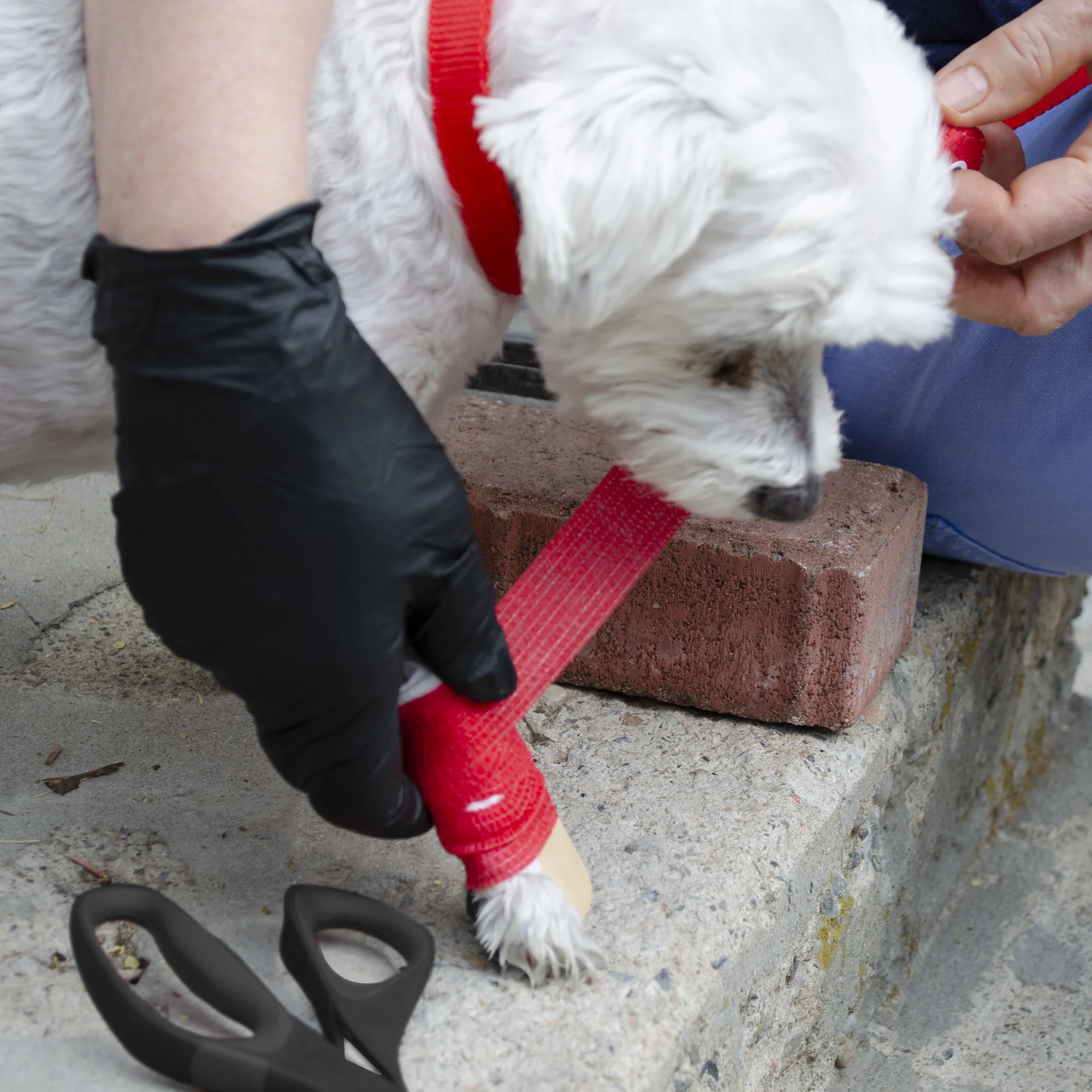 Emergency Pet Survival Kits - Dog or Cat Options - Image 9